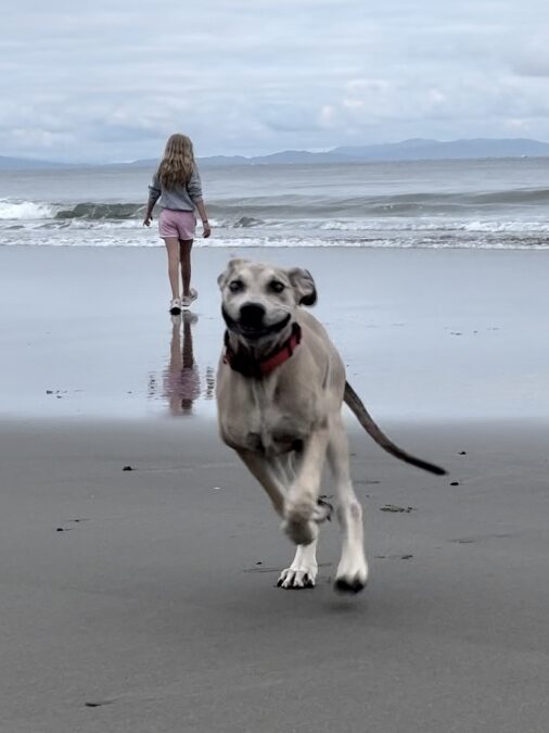 Dog On The Beach