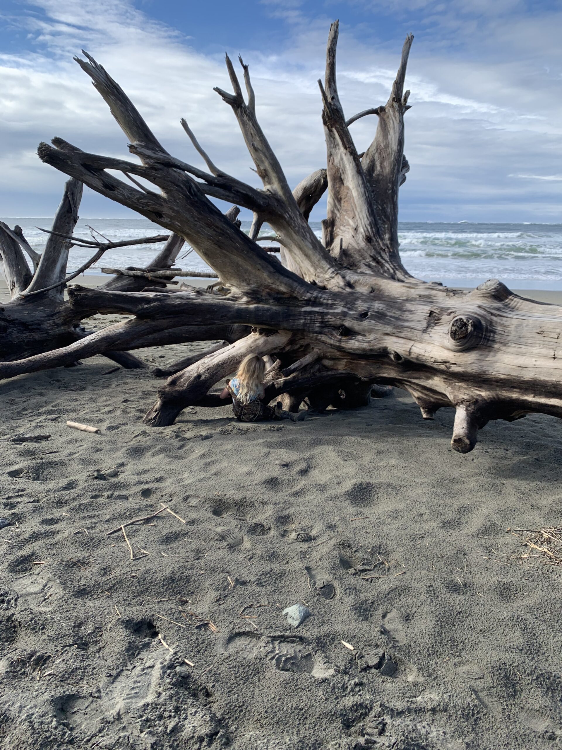 Stump On The Beach