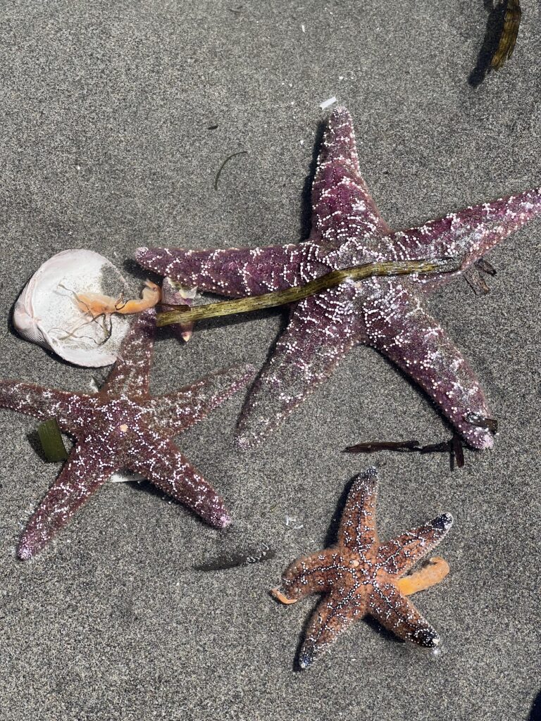 Star Fish In The Sand