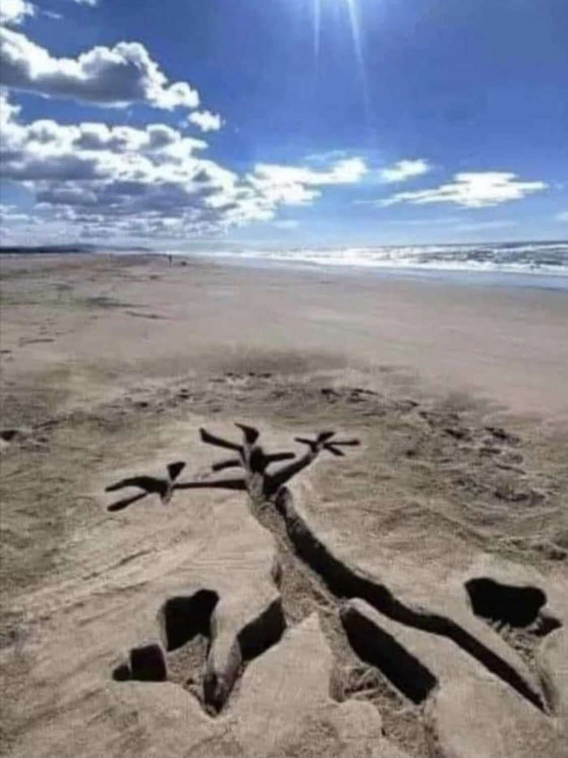 Wile E Coyote In The Sand
